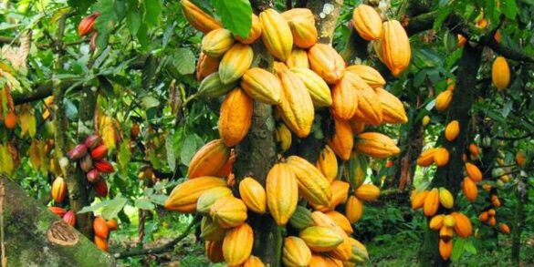 Cameroon cocoa
