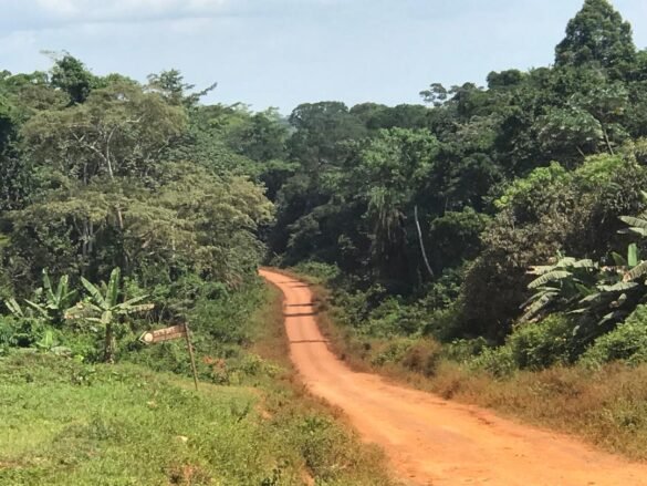 COmmunity Forest